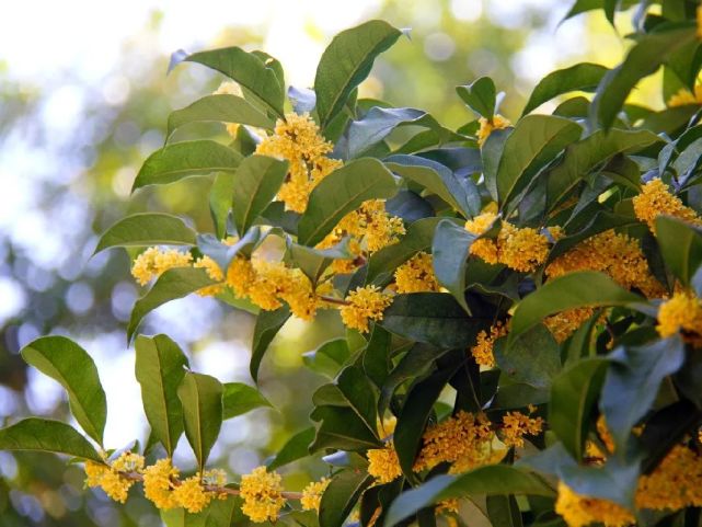 铲屎官我要点秋香