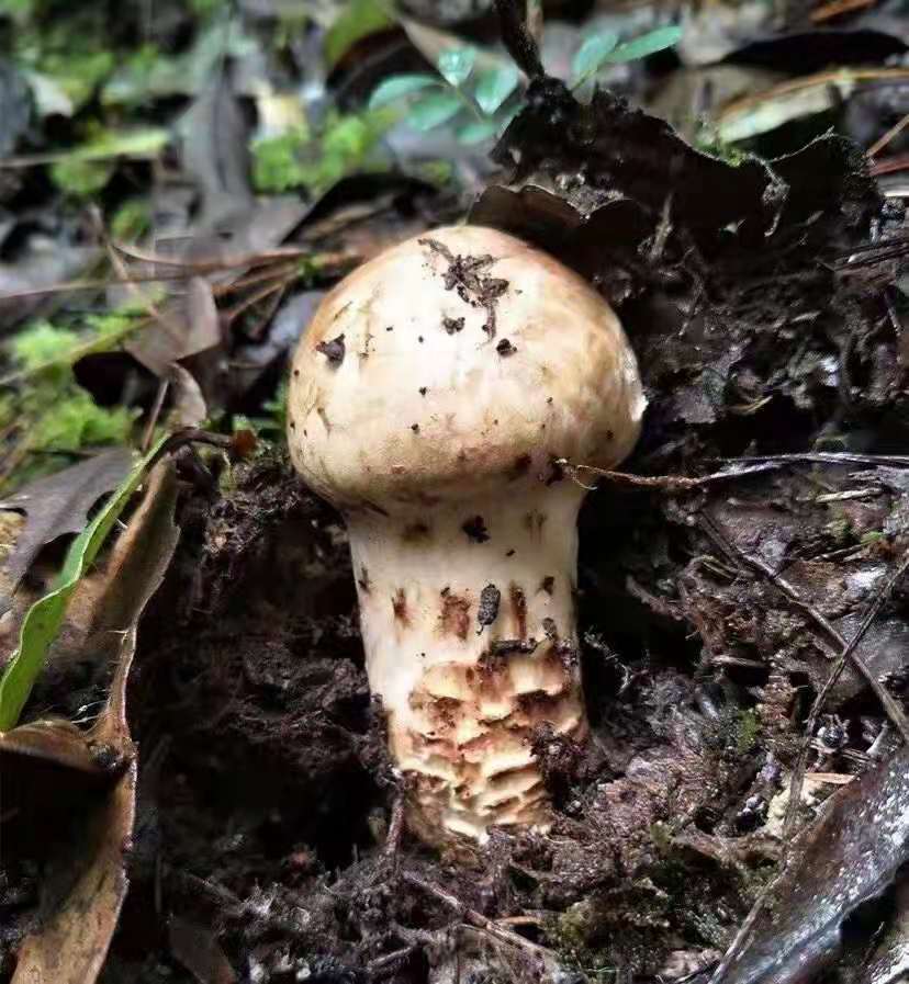 它就是至今都无法用人工种植出来的野生菌-松茸_腾讯新闻