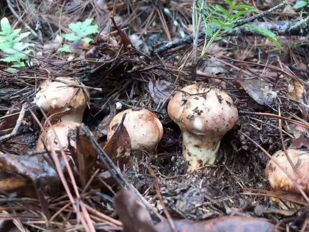 它就是至今都無法用人工種植出來的野生菌-松茸_騰訊新聞