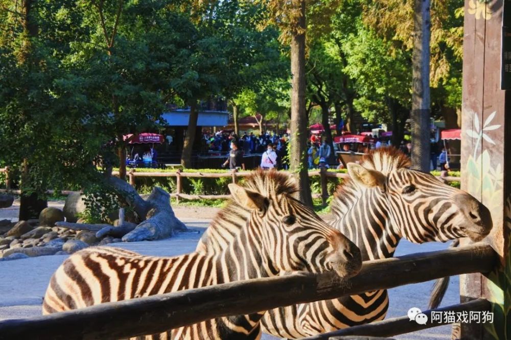 上海野生動物園悠閒一日遊完整路線附上