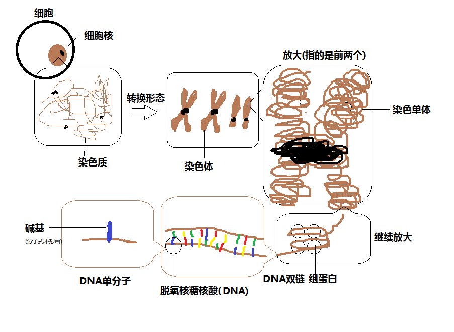 細胞細胞核dna染色體傻傻分不清一張圖搞明白