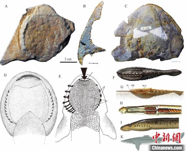 2亿年前的漫游憨鱼 拥有现生魔鬼鱼一样的外鳃孔