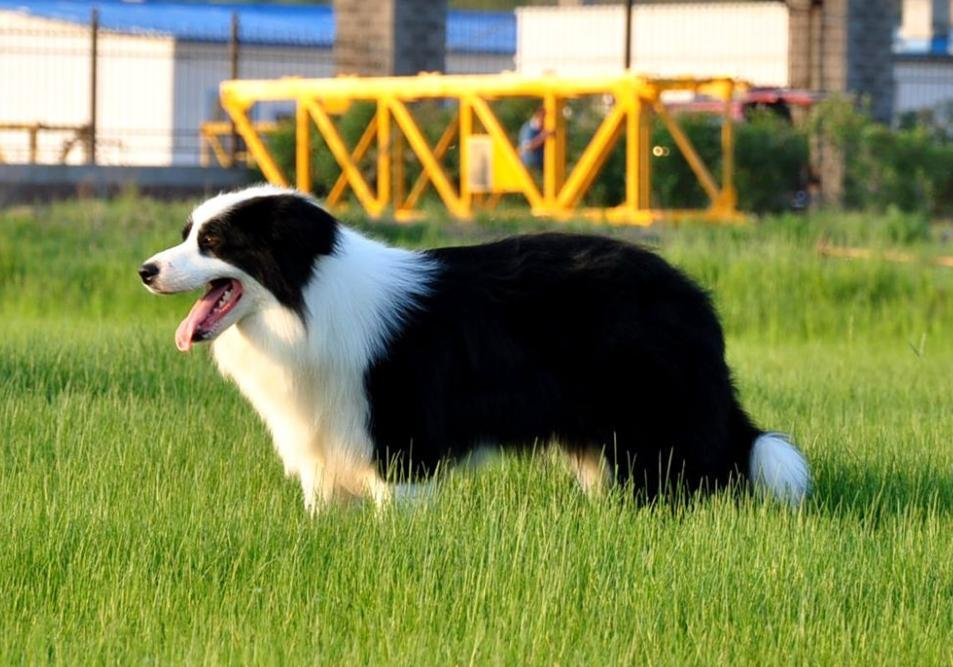 边境牧羊犬训练智商居首的边境牧羊犬训练