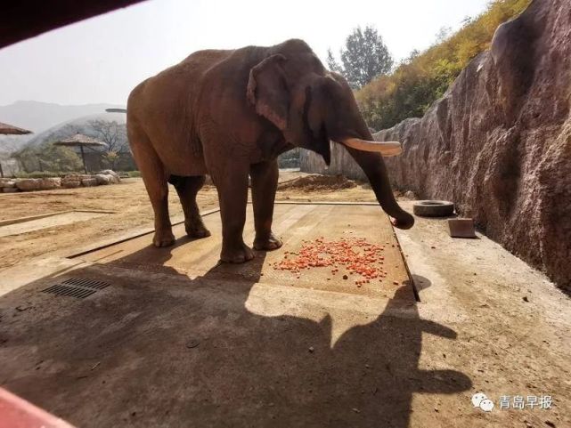 給老虎大象採血,聽診,化驗……原來給動物體檢是這樣的