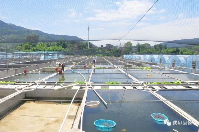 在闽侯县荆溪镇关中村潘氏金鱼养殖基地,记者看到这样的一幕.