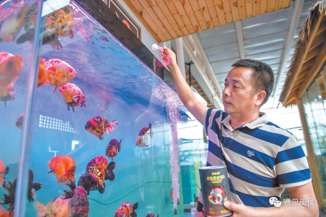 (德泉金鱼产业园61小箬乡供图)闽侯县荆溪关中潘氏观赏鱼养殖场