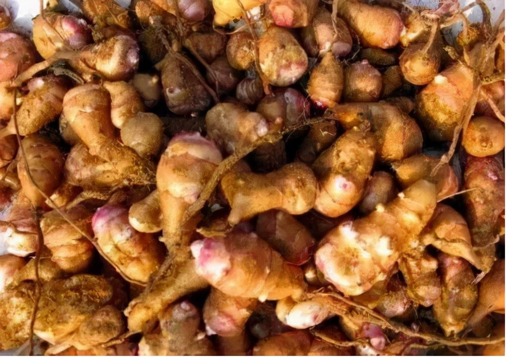 姜不辣的作用因为姜不辣对于土壤并没有什么特别的种植要求,很多农名