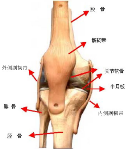 膝盖骨头图片结构图片