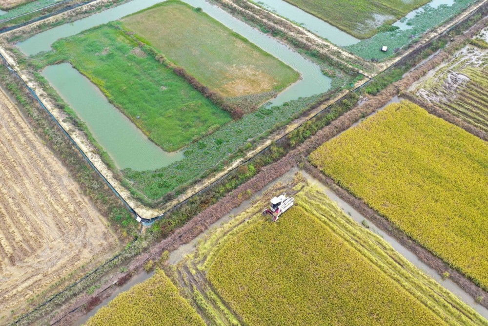 湖南道县:"稻虾田"里抢收忙(组图)