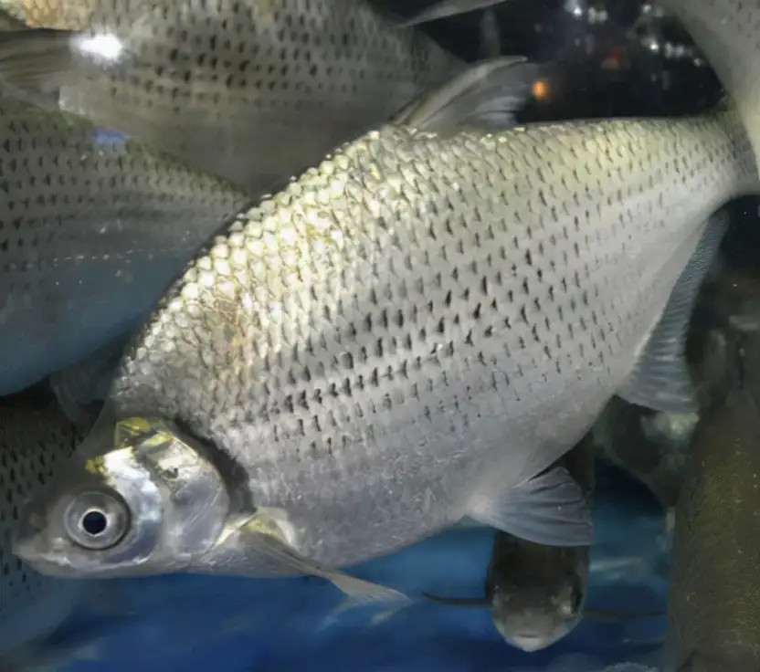 養殖鯿魚需要哪些方法和技術呢掌握這幾點一定會有個好的收穫