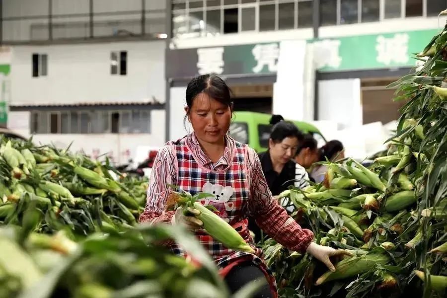 云南有个蔬菜大县产量堪比山东寿光是西南蔬菜之乡