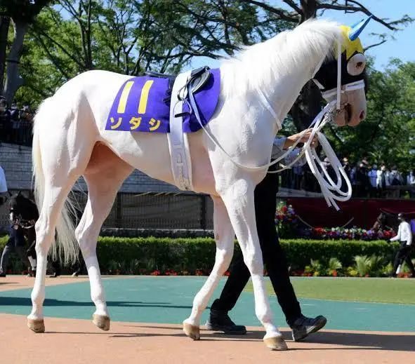 世界最强 马中妲己 日本一本白马写真力压明星夺得销售榜第三名 看完后我理解了 腾讯新闻