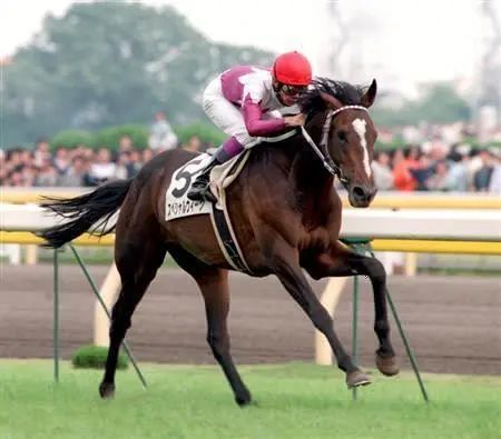 shuttle)草上飛(grass wonder)▼黃金巨匠(orfevre)慄毛中有名的賽馬