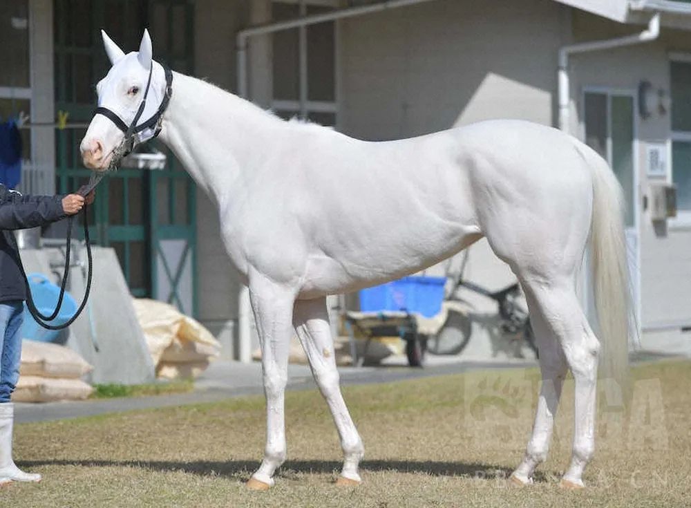 日本一本白马写真力压明星夺得销售榜第三名?