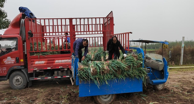 据了解,河南屯村积极推行"村合作社 基地 农户 脱贫户"的模式,整合