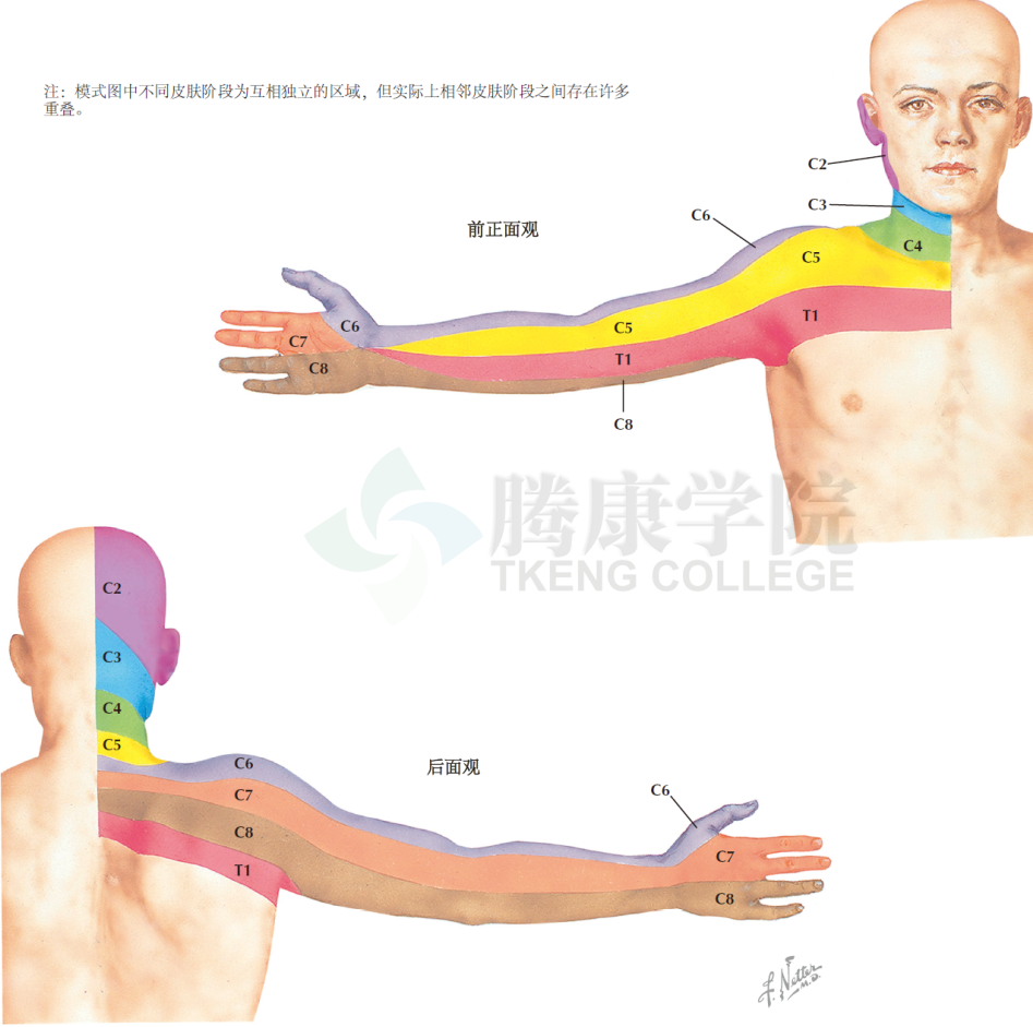 神經解剖學上肢的皮神經分佈