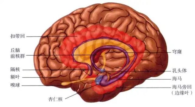 長期運動我們的大腦發生什麼樣的變化