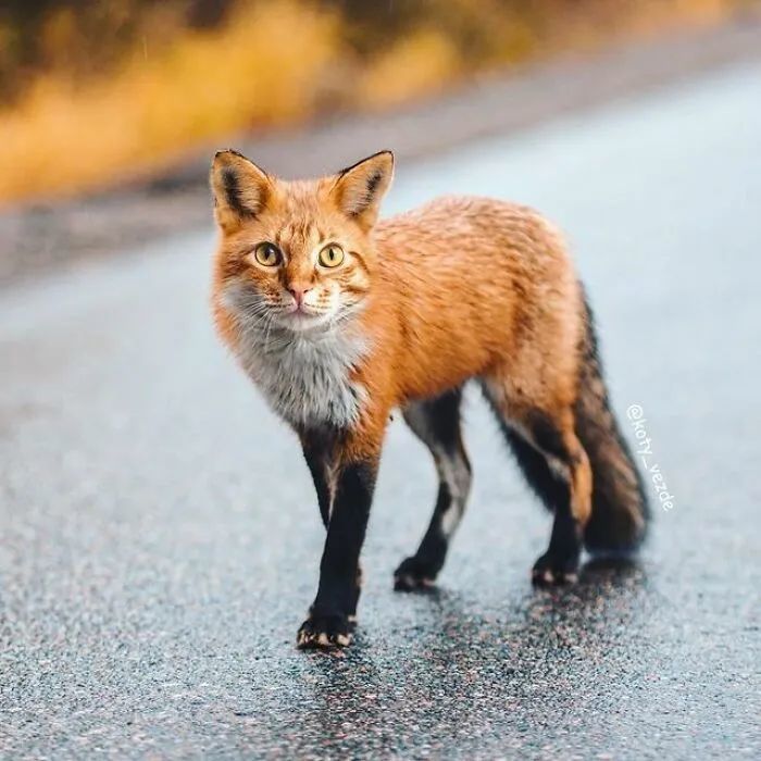 假如你的世界全部被猫攻占看了捧腹大笑