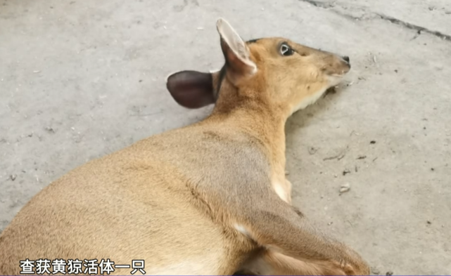韶关农户用兽夹捕获野生黄猄竟打算晚上宰了吃