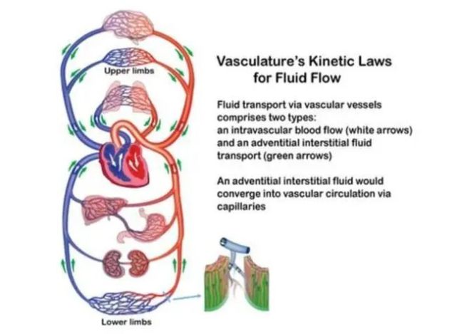 組織液循環網絡;其中,血管外膜組織液的流動方向與靜脈血流方向相同