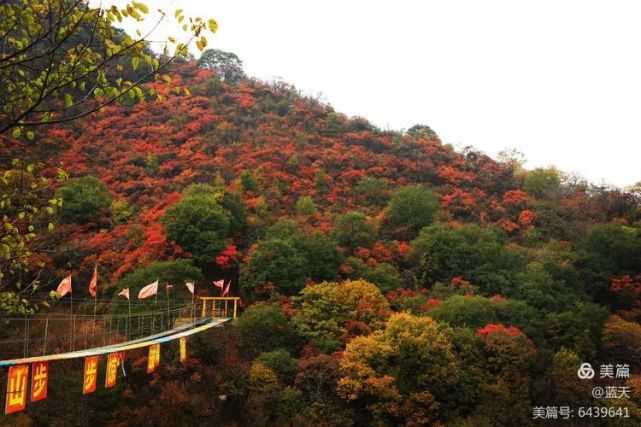 深秋时节,三门峡市甘山国家森林公园进入红叶观赏期,只见群山披上五颜