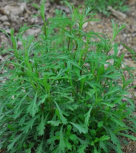 【中药名】牡蒿 muhao