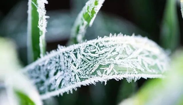 天气预报:今年冬天雨雪多吗?看下霜天数就知道,看老祖宗怎么说