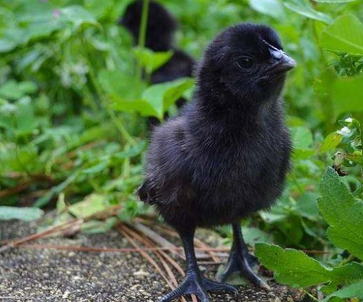 小学生同步优秀作文(24)我家的小黑鸡_腾讯新闻