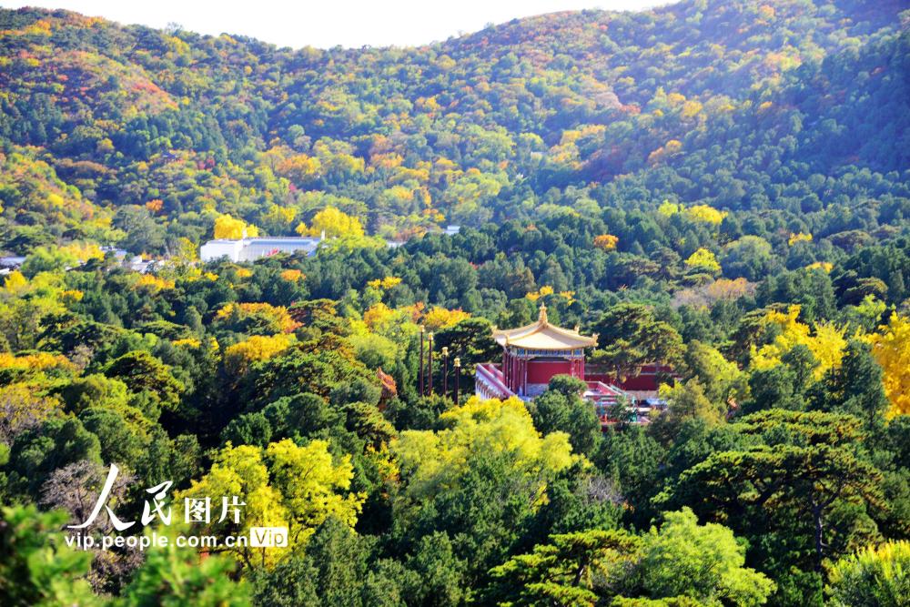 近日,北京香山公園勤政殿前兩棵元寶楓樹樹葉變為紅黃色,色彩絢麗