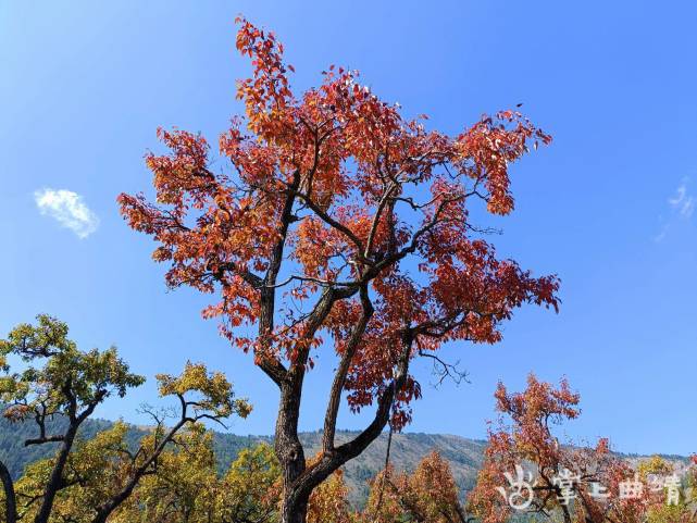 会泽水城梨园图片图片