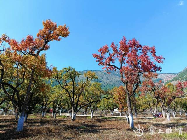 会泽梨园图片