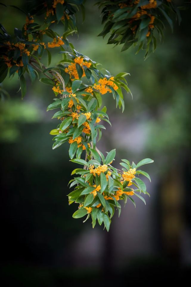 晚桂:迟来之美|晚桂|桂花|迟桂花