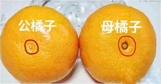 橘子也分公母母橘子更甜买橘子牢记6字口诀橘子熟又甜