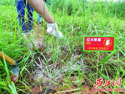 肇庆部署秋季红火蚁统一防控抢抓最佳时间确保扑杀成效