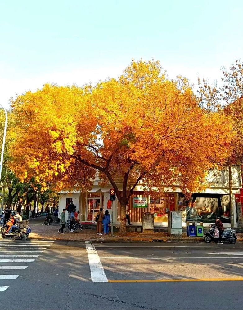 石家庄人,进入深秋,赴一场与白蜡树的约会吧