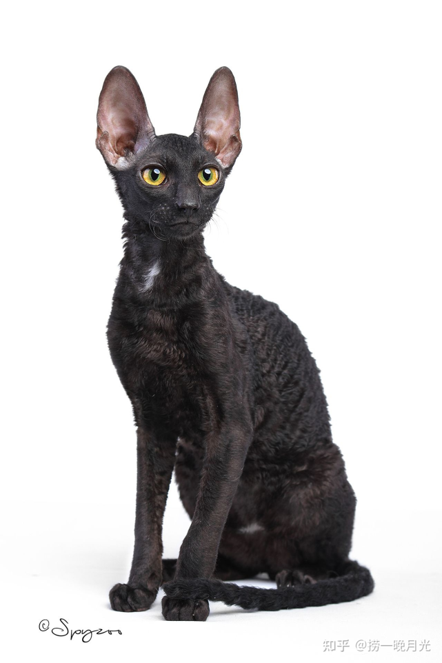 每天了解一种猫—柯尼斯卷毛猫