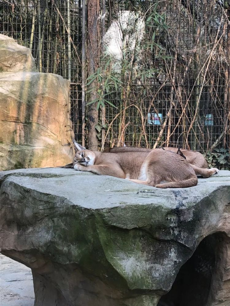 谁家的毛绒玩具挂树上了其实动物们都是这样睡觉的