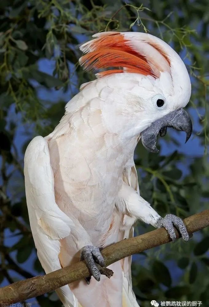 切氏凤头鹦鹉,又名:车轮冠凤头鹦鹉,米契尔少校凤头鹦鹉,彩冠凤头鹦鹉