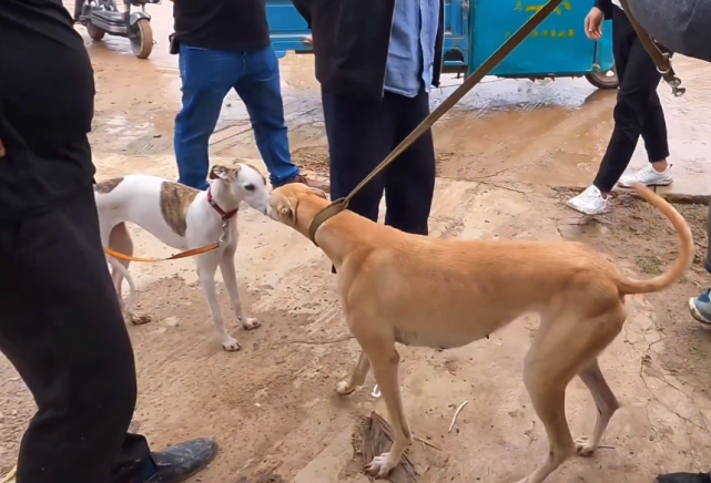 小夥讓狗販子將拽倒老人的格力犬從狗肉車上取下來狗狗品相驚豔眾人