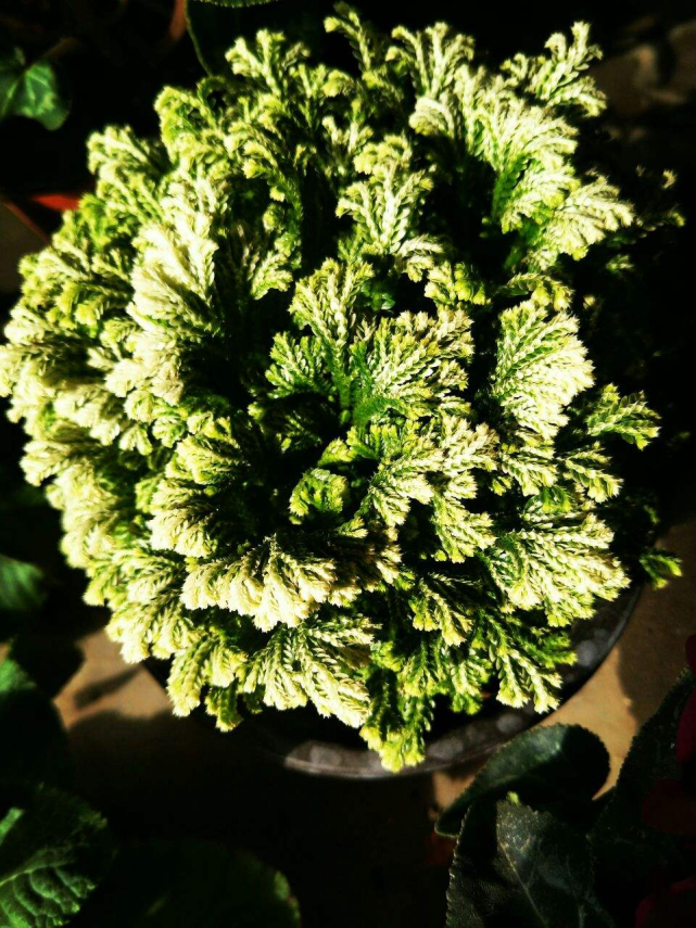 1种花名叫"九死还魂草",干成"枯草"后浇点水,照样恢复生机