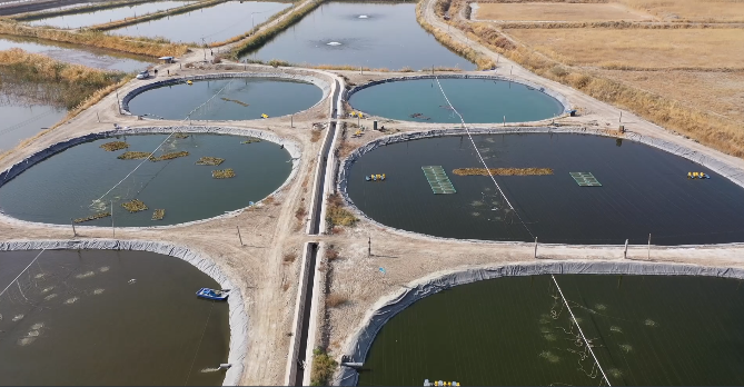 和静新疆首个规模型高位池循环水养殖基地迎来秋捕高峰期