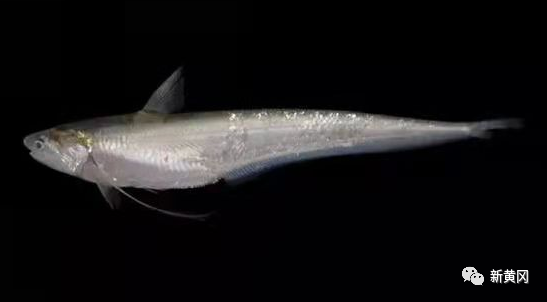 长颌鲚现身遗爱湖_腾讯新闻