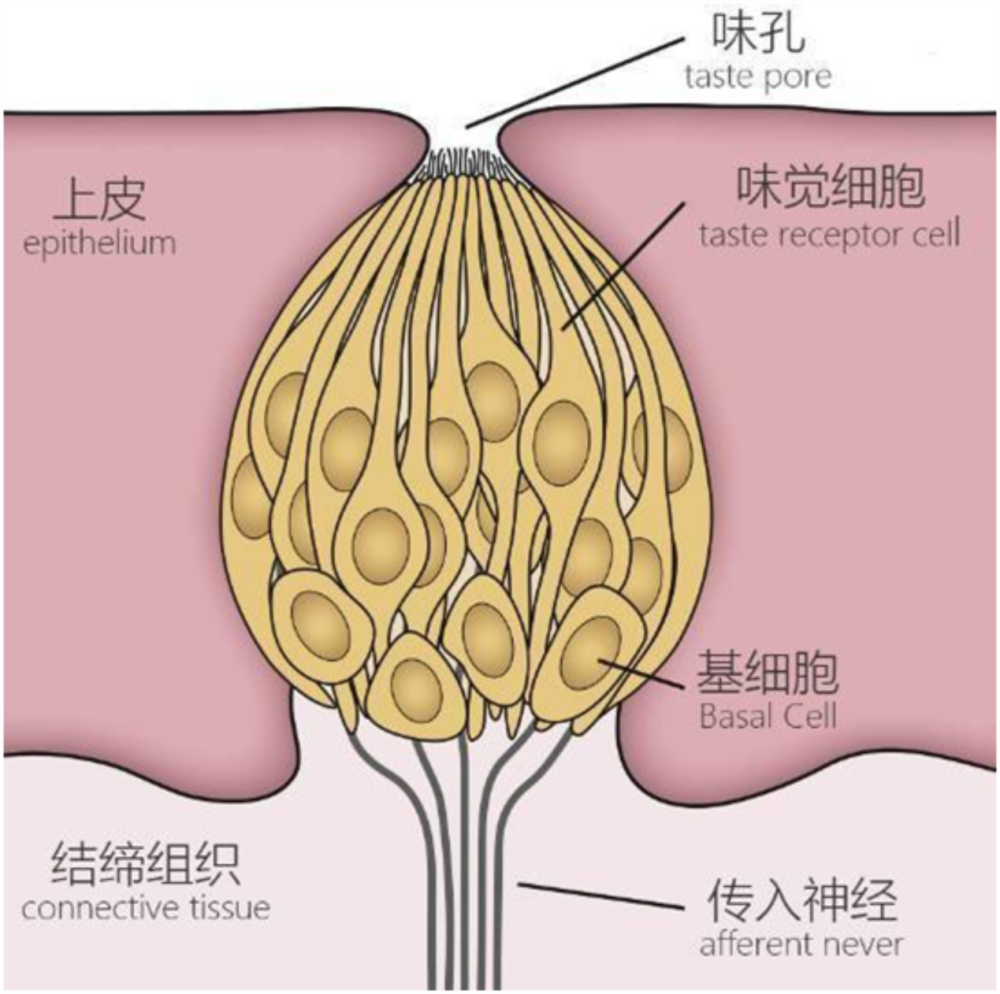 洋蔥似的味蕾,正是我們嚐到味道的關鍵結構,它是由一層基細胞和細長的