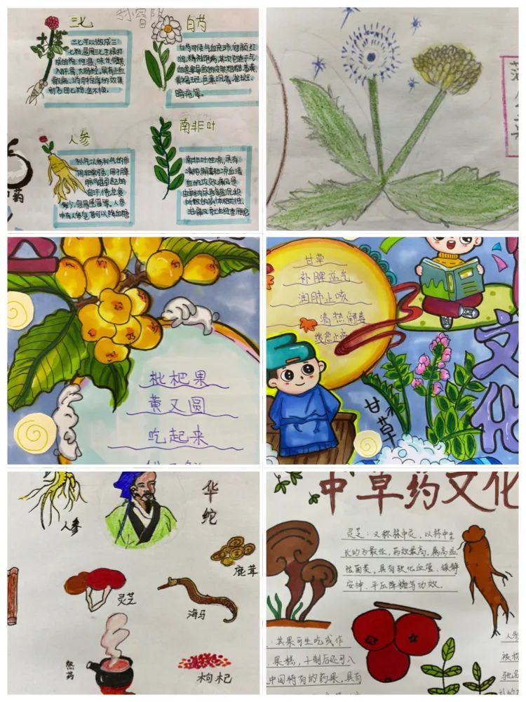 中医药文化进校园手抄报展览学校作为秦皇岛市首批"中医药文化进校园"