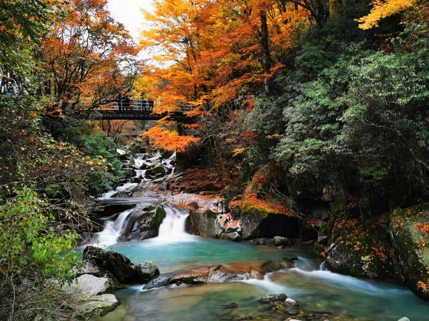 四川巴中红叶舞秋山风光醉游人