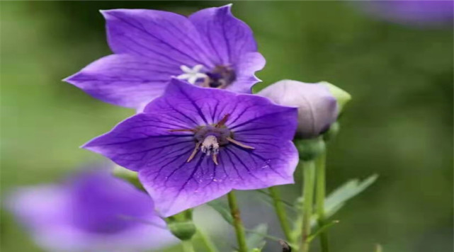 每日花语:桔梗花