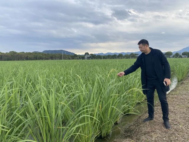 长2厘米的菰米你见过吗它在象山试种成功了