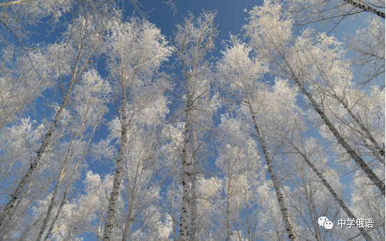 俄罗斯文化白桦树对俄罗斯人有多重要