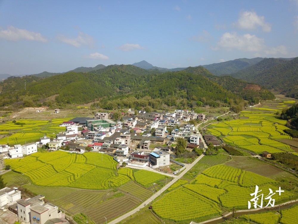 粤北粮仓再焕生机南雄市珠玑镇优质稻的产业化发展之路