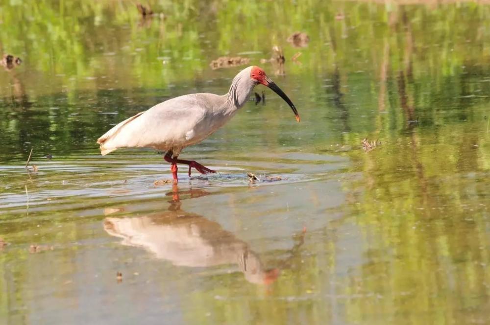 日本国鸟朱鹮在我国发展到5257只,曾濒临灭绝,在我国却创造奇迹